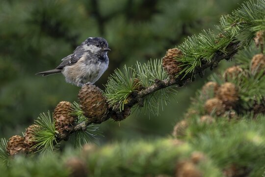 In a few weeks' time, the juvenile pine tit (Periparus ater) will be indistinguishable from the adult birds, young bird, juvenile plumage, Denmark