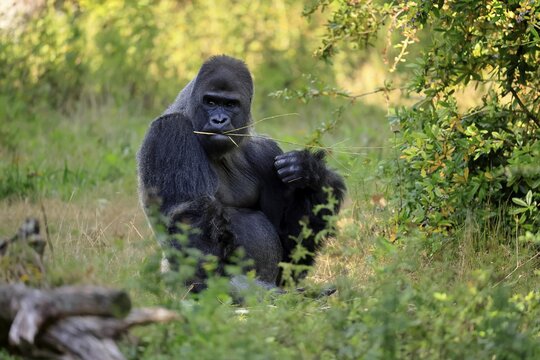 Western gorilla (Gorilla gorilla), adult, male, silverback, sitting on the ground, eating