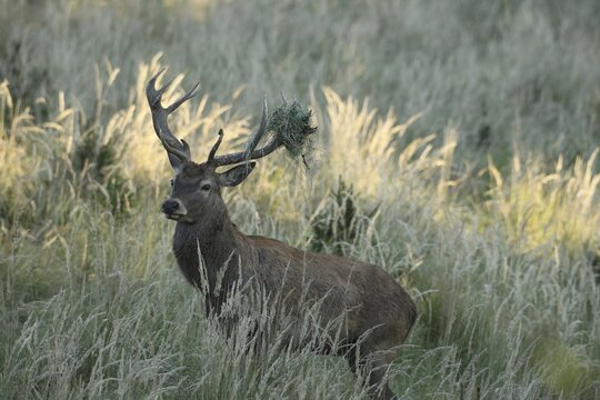 Red deer (Cervus elaphus) rutting stag with wire in left antler rod, secured in high grass, Allg&auml;u, Bavaria, Germany, Allg&auml;u, Bavaria, Germany