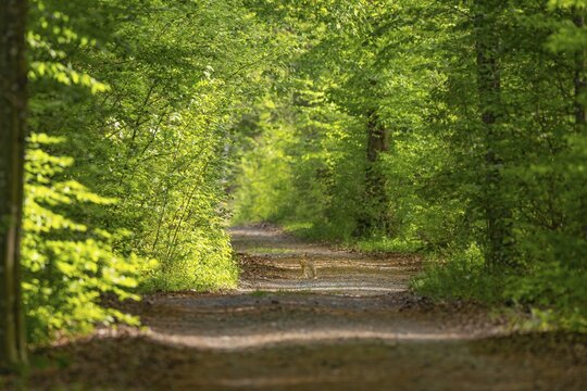 European hare (Lepus europaeus), sitting on a forest path, Limbach, Burgenland, Austria