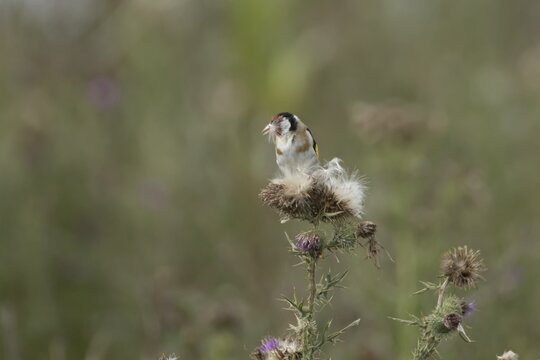 European goldfinch (Carduelis carduelis) adult bird feeding on seeds from a Creeping thistle (Cirsium arvense) seedhead, England, United Kingdom