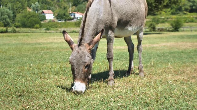 donkey grazing grass in the field
