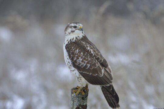 Common steppe buzzard (buteo buteo), light-coloured variant, light-coloured morph, sitting on post of pasture fence, North Rhine-Westphalia, Germany