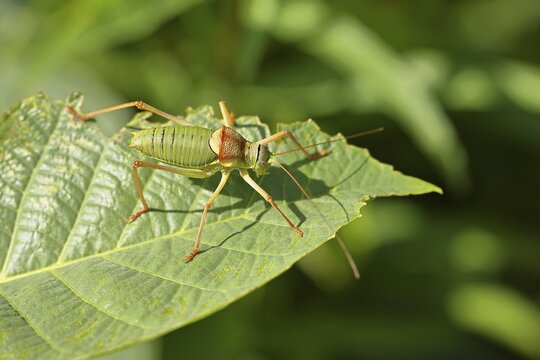 Steppe saddle grasshopper, steppe saddle grasshopper (Ephippiger ephippiger), long-fingered grasshopper, on the German Red List, specially protected species, critically endangered, male on a leaf in a vineyard, Cochem, Moselle, Rhineland-Palatinate, Germany