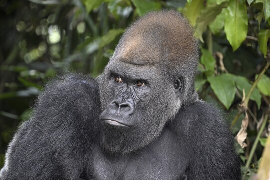 Western lowland gorilla (Gorilla gorilla gorilla) in the R&eacute;serve L&eacute;sio-Louna nature reserve, near Moembe, Plateau department, Republic of Congo
