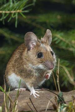 Apodemus flavicollis, yellow-necked mouse, rodents, rodentia, yellow-necked mouse, high size, portrait format, mammals, mouse, mouse, muroids, mice, rodents, mammals