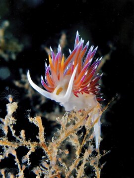Impressive, brightly coloured nudibranch, migratory thread snail (Cratena peregrina), on black background, dive site Cap de Creus Marine Reserve, Rosas, Costa Brava, Spain, Mediterranean Sea
