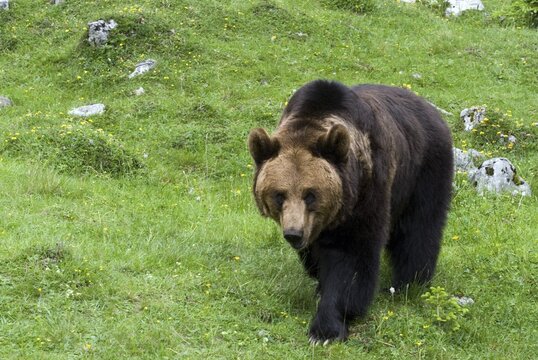 Brown Bear (Ursus arctos), Eng-Alm alpine pasture, Karwendel Range, Tyrol, Austria, Europe