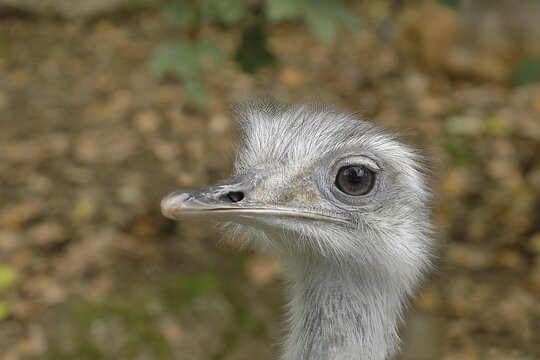 Greater rhea (Rhea americana), young bird, animal portrait, captive, Salzburg Zoo, Austria