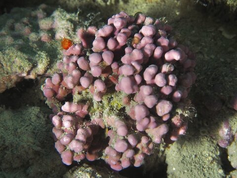 Round, pink-coloured red algae (Llithophyllum racemus) on a reef. Dive site House Reef, Stoja, Pula, Croatia, Mediterranean Sea