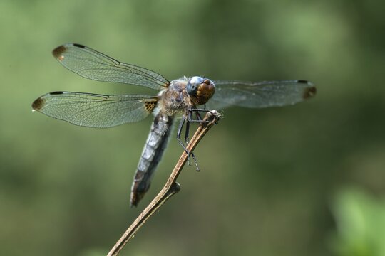 Libellula fulva, scarce chaser, spike spot, anisoptera, damselflies, dragonflies, insects, dragonflies, odonata