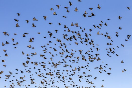 A flock of starlings (Sturnus vulgaris) flies parallel to the North Sea dyke in search of a good feeding place, foraging, flock of birds, bird migration, Germany