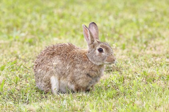 Wild rabbit (Oryctolagus cuniculus), sitting in a meadow, adult, alert, wildlife, animals, rodent, Podersdorf, Lake Neusiedl-Seewinkel National Park, Burgenland, Austria