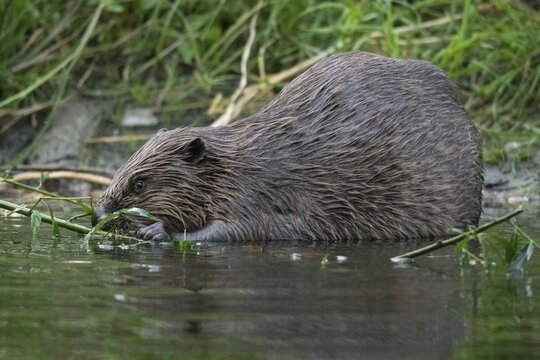 Beaver, castor fiber albicus, elbe beaver, Eurasian beaver, European beaver, rodents, rodentia, beaver, mammals, rodents, mammals
