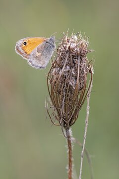 Meadow brown (Maniola jurtina), Burgenland, Austria