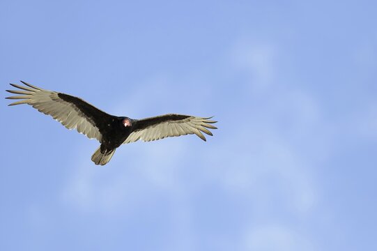 Turkey vulture (Cathartes aura), flying, Everglades National Park, Florida, USA
