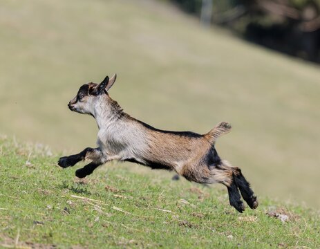 A young pygmy goat (Capra hircus) runs across a green meadow on a sunny day. Austria