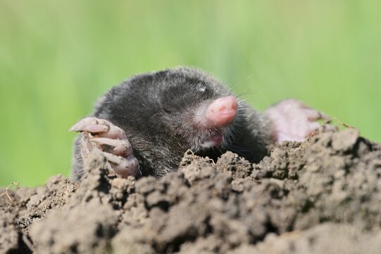 European mole (Talpa europaea) peering out of a molehill, North Rhine-Westphalia, Germany