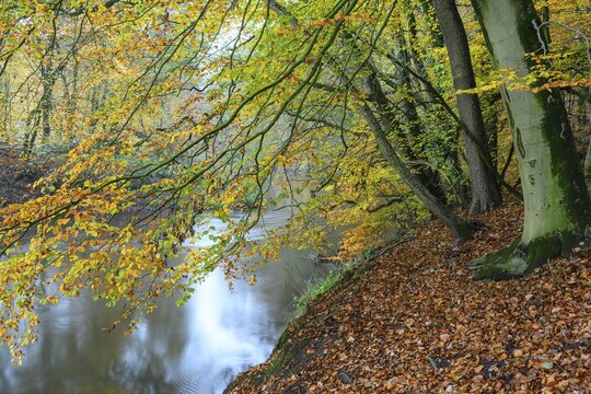Beech forest on the Hohe Ufer on the Hunte near D&ouml;tlingen, forest, Huntepadd, D&ouml;tingen, Lower Saxony, Germany