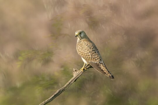 Kestrel (Falco tinnunculus) sitting on branch, Kiskunsag, Hungary