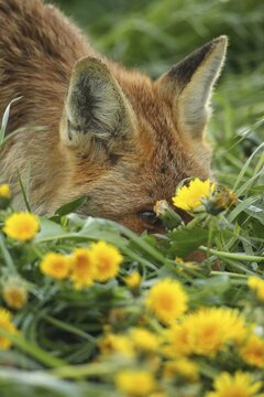Red fox (Vulpes vulpes) in dandelion meadow (Taraxacum sect. Ruderalia) Allg&auml;u, Bavaria, Germany, Allg&auml;u, Bavaria, Germany
