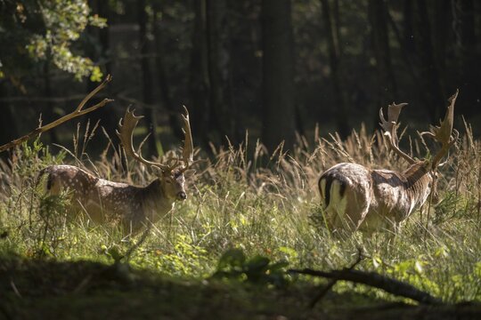 Dama dama, fallow deer, fallow deer, mammals, shovelers, mammals