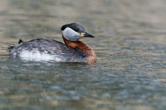 Podiceps grisegena, red-necked grebe, red-necked grebe, birds, grebe, podicipedidae, divers, birds, waterbirds, waterbirds
