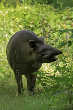 Lowland tapir (Tapirus terrestris), adult, foraging, captive