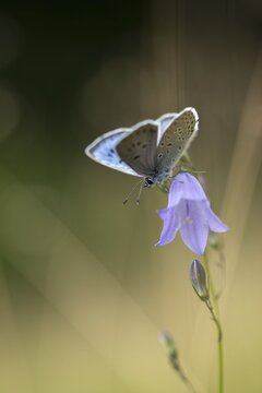 Ant blue, glaucopsyche arion, large blue, maculinea arion, phengaris arion, quendel ant blue, thyme ant blue, butterfly, high size, portrait format, insects, butterfly, butterflies
