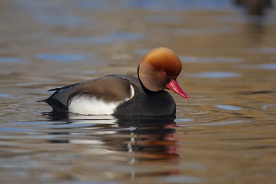 Red crested pochard (Netta rufina) adult male duck swimming on a lake, England