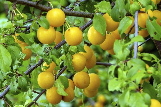 Mirabelle (Prunus domestica subsp. syriaca), fruit, Baden-W&uuml;rttemberg, Germany