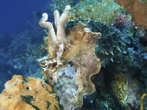 An octopus, broad-armed sepia (Sepia latimanus), hovers near a reef, dive site Close Encounters, Permuteran, Bali, Indonesia