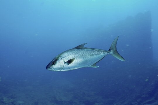 A single fish, eye-stripe amberjack (Seriola rivoliana), in the blue ocean, dive site Condesito wreck, Las Galletas, Tenerife, Canary Islands, Spain
