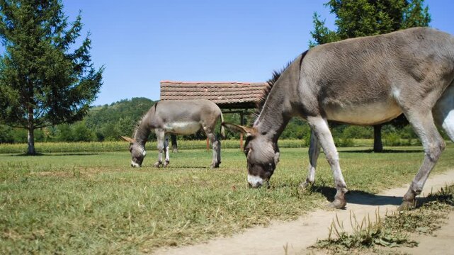 donkeys grazing grass in the field

