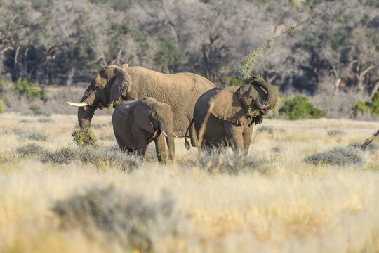 Desert elephants (Loxodonta africana) in the Ugab dry river, Damaraland, Kunene region, Namibia