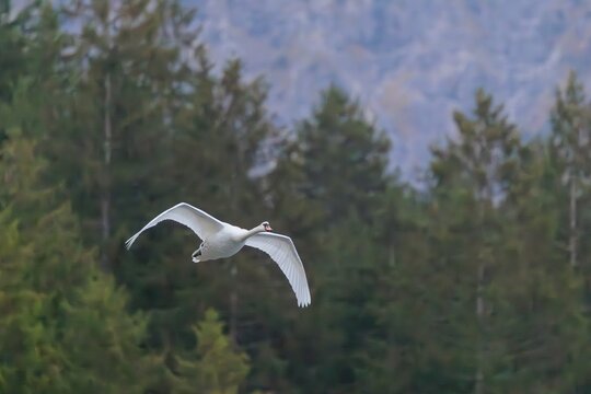 A mute swan (Cygnus olor) flies over a lake. A forest can be seen in the background. Upper Austria