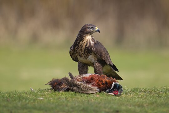 Common buzzard (Buteo buteo) adult bird standing over a dead male Pheasant, England, United Kingdom