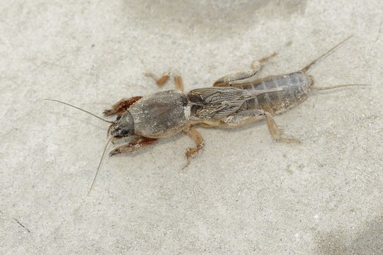 European mole cricket (Gryllotalpa gryllotalpa), Camargue, Provence, southern France