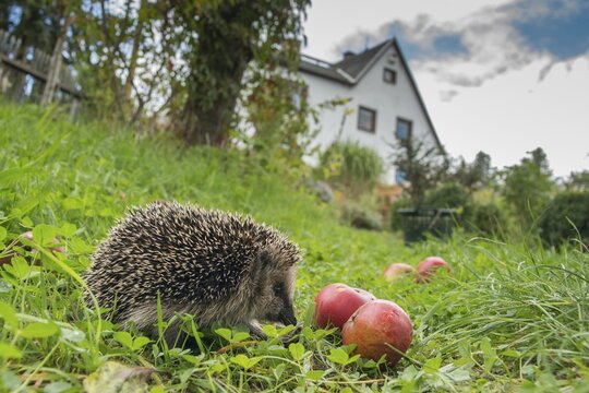 Erinaceus europaeus, hedgehog, insectivora, insectivora, insectivora, adolescent, juvenile, mammals, prickly, mammals, defensive
