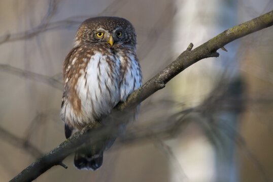 Glaucidium passerinum, pygmy owl, passerine owl, birds, owls, strigiformes, birds