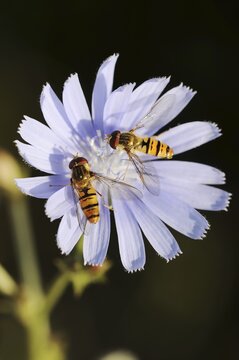 Common chicory (Cichorium intybus), flower and common marmalade hoverfly (Episyrphus balteatus), North Rhine-Westphalia, Germany