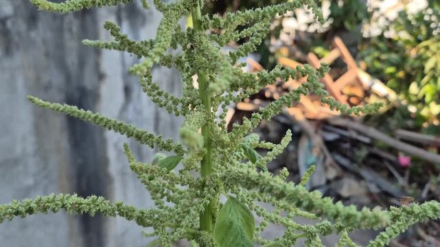 Close-up of green amaranth plant (Amaranthus) growing outdoors in the garden