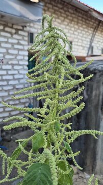 Close-up of green amaranth plant (Amaranthus) growing outdoors in the garden