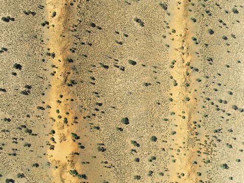 Parallel, linear sand dunes grown with camelthorn trees (Vachellia erioloba) in the Kalahari Desert. During the rainy season with green vegetation. Aerial view. Drone shot. Namibia