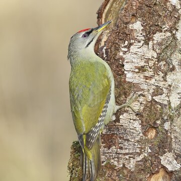 Grey-headed woodpecker (Picus canus), a male perched on the trunk of a grey birch (Betula populifolia) whilst foraging, wildlife, woodpeckers, birds, nature photography, Wilnsdorf, North Rhine-Westphalia, Germany