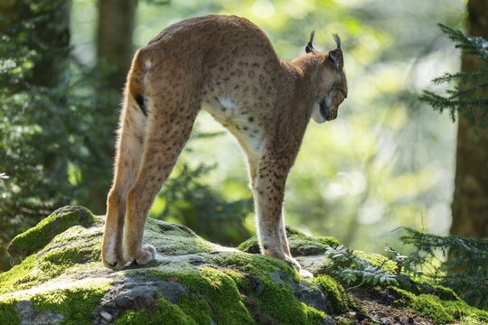 Eurasian lynx (Lynx lynx) standing on a moss-covered rock in the forest and hunching over, stretching, captive, Germany