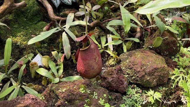 Tropical pitcher plant (Nepenthes ampullaria) displaying large reddish-brown carnivorous pitcher traps growing in natural mossy ground.
