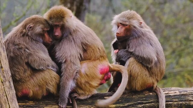 A heartwarming video of three monkeys sitting together on a log
