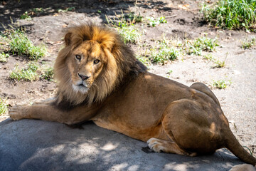 Fototapeta premium 旭山動物園の動物たち