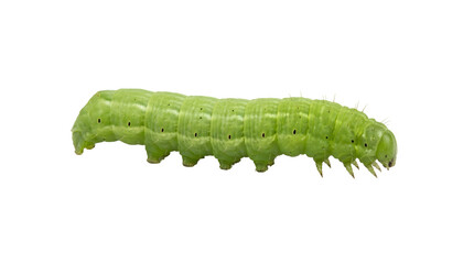 Obraz premium Detailed green caterpillar isolated on transparent background
